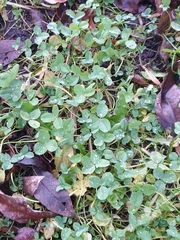 Trifolium repens