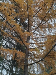 Larix decidua