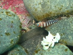 Notoclinops segmentatus