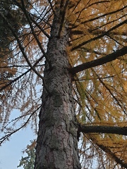 Larix decidua