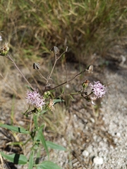 Bahieae