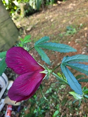 Hibiscus radiatus