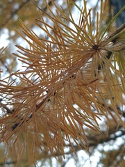 Larix decidua