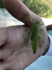 Hexacentrus unicolor