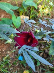 Hibiscus radiatus