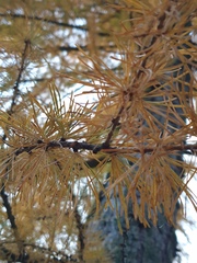 Larix decidua