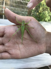 Hexacentrus unicolor