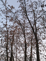 Acer negundo