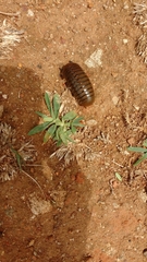 Arthrosphaera