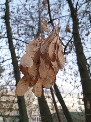 Acer negundo