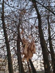 Acer negundo