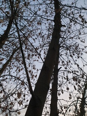 Acer negundo
