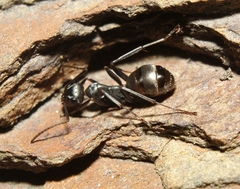 Formica subsericea