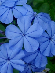Plumbago auriculata