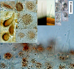 Cryptomarasmius rhopalostylidis