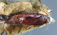 Gunayan rhacia