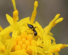 Crematogaster sordidula