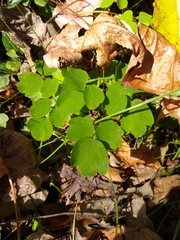 Thalictrum thalictroides