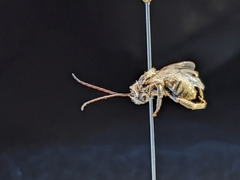 Melissodes tristis