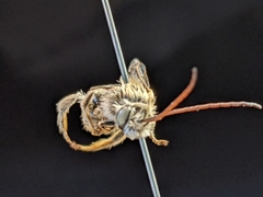 Melissodes tristis