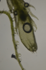 Fuscocephaloziopsis lunulifolia