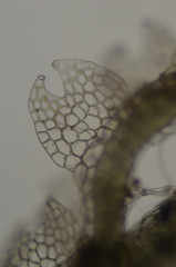 Fuscocephaloziopsis lunulifolia