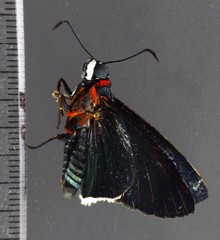 Gunayan rhacia