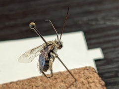 Melissodes tristis