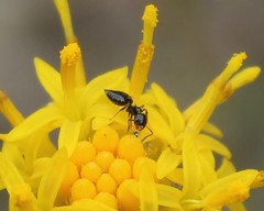 Crematogaster sordidula