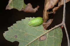 Heterogenea shurtleffi