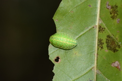 Heterogenea shurtleffi