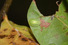 Heterogenea shurtleffi