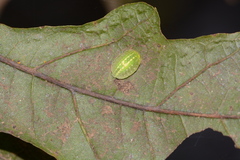 Heterogenea shurtleffi