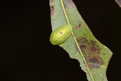 Heterogenea shurtleffi