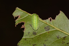 Heterogenea shurtleffi