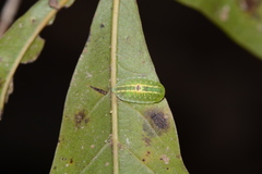 Heterogenea shurtleffi