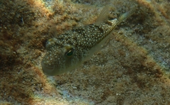 Torquigener flavimaculosus