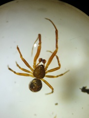 Parasteatoda merapiensis