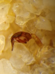 Parasteatoda merapiensis