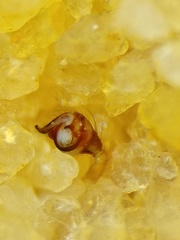 Parasteatoda merapiensis