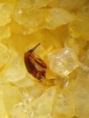 Parasteatoda merapiensis