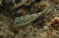 Torquigener flavimaculosus