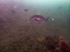 Latridopsis ciliaris