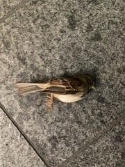 Zonotrichia albicollis