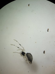 Zosis geniculata