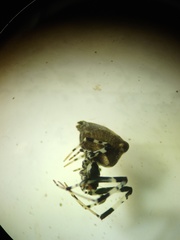 Zosis geniculata