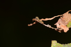 Limenitis arthemis astyanax