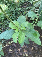 Stachytarpheta frantzii