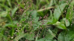 Eragrostis amabilis