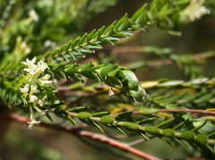 Struthiola hirsuta